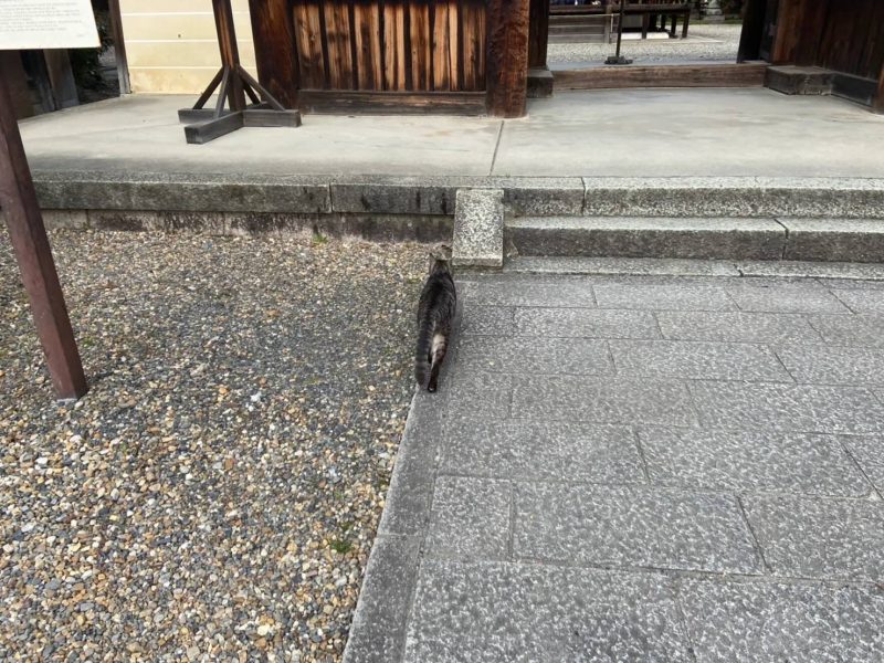 梅宮大社に居つく猫様
