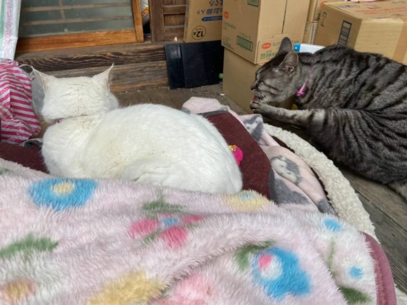 梅宮大社に居つく猫様