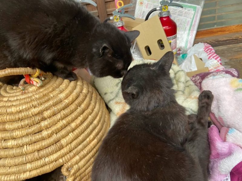 梅宮大社に居つく猫さま