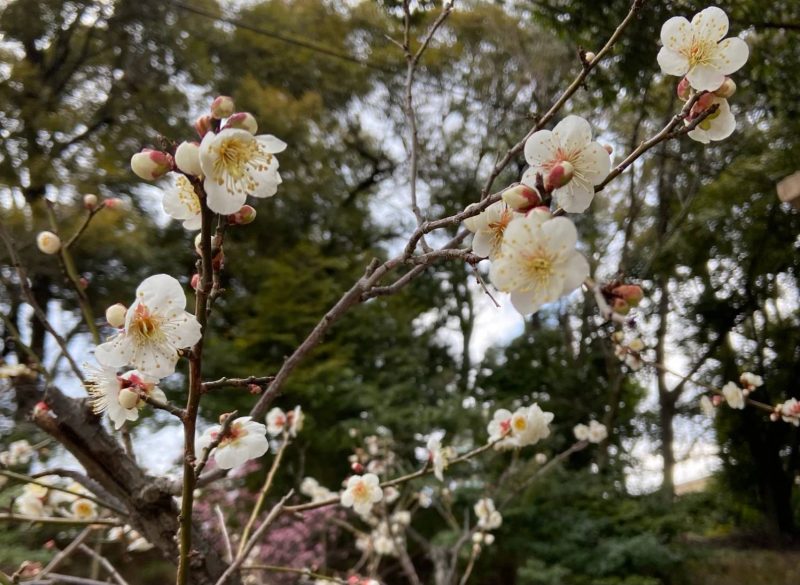 上宮天満宮の梅の花