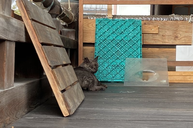 因幡堂に居つく猫さま【クロちゃん】