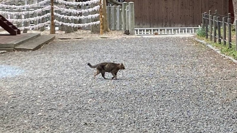 【上宮天満宮】に住みついている「とら」