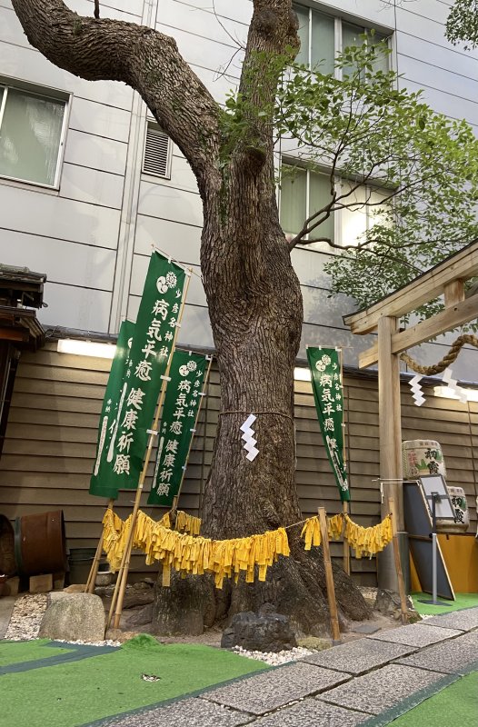 【少彦名神社】そびえ立つ楠