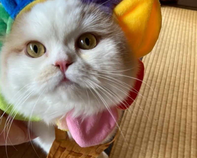 【猫猫寺】住職マヨちゃん