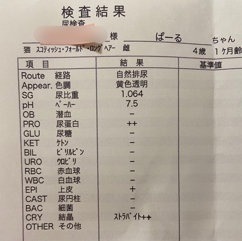 猫の尿検査でわかること