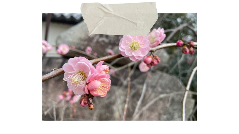【梅宮大社】のうめ