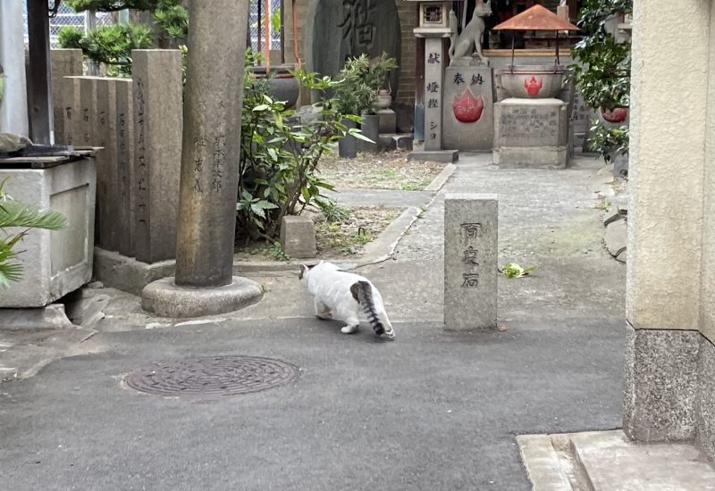 【松之木大明神】にいた猫