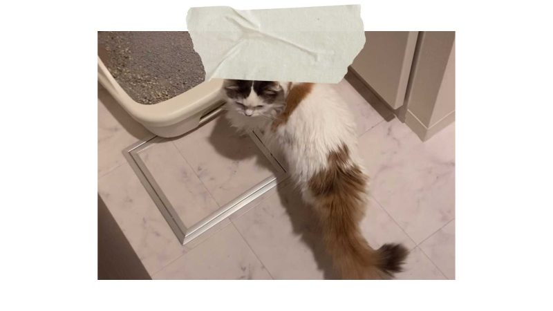 【猫の採尿は難しい？】