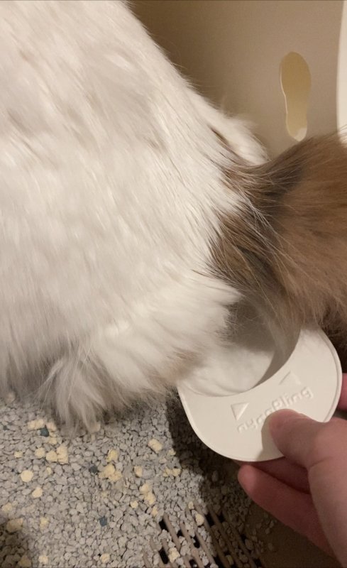 ぱーる採尿中
