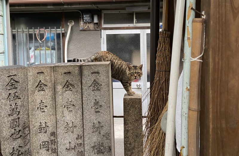 【松之木大明神】にいた猫3
